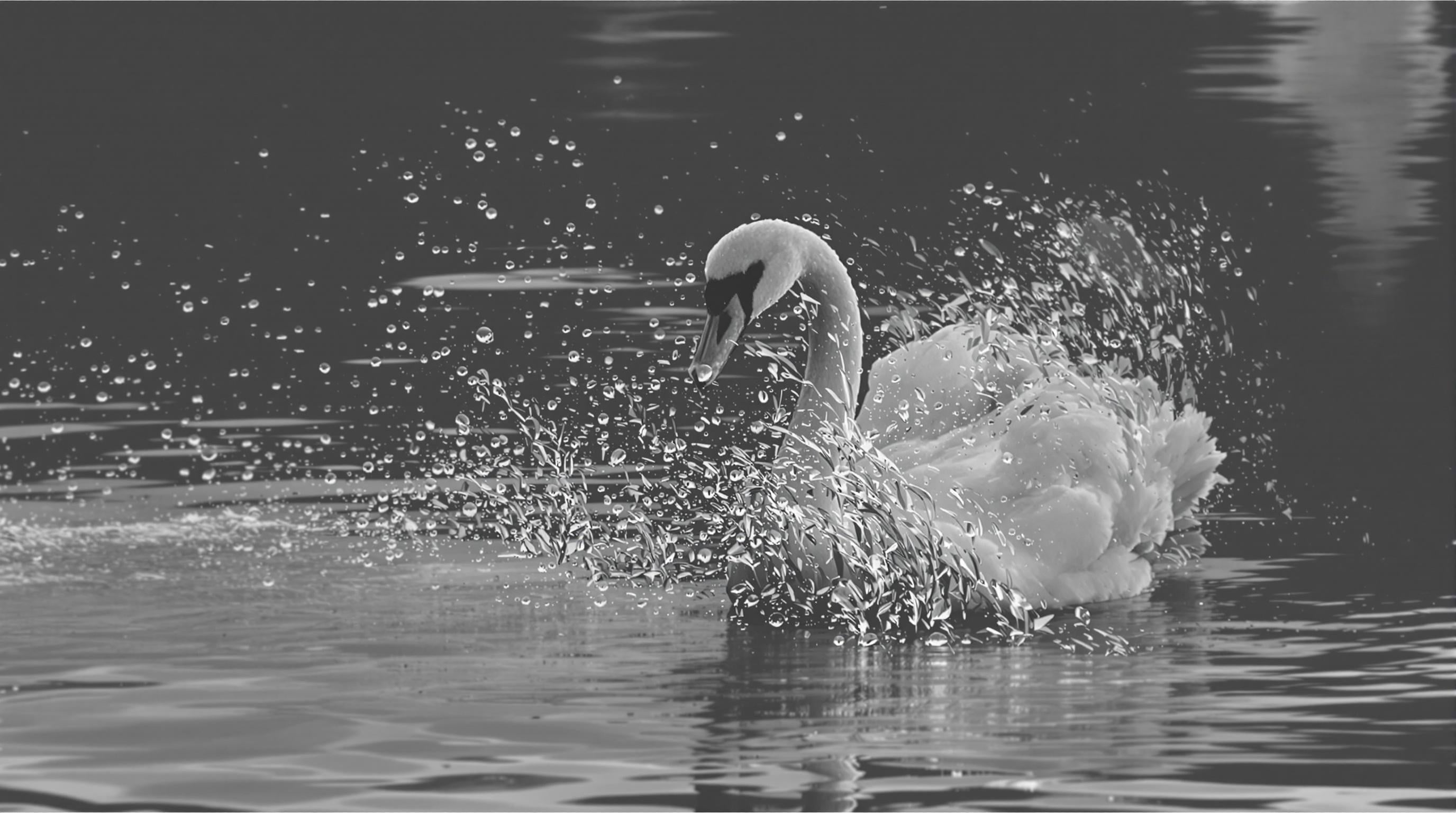 What Is a Black Swan Event? Understanding the Unexpected